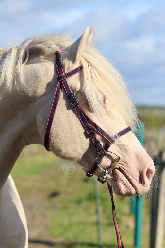 Click Bridle including Reins
