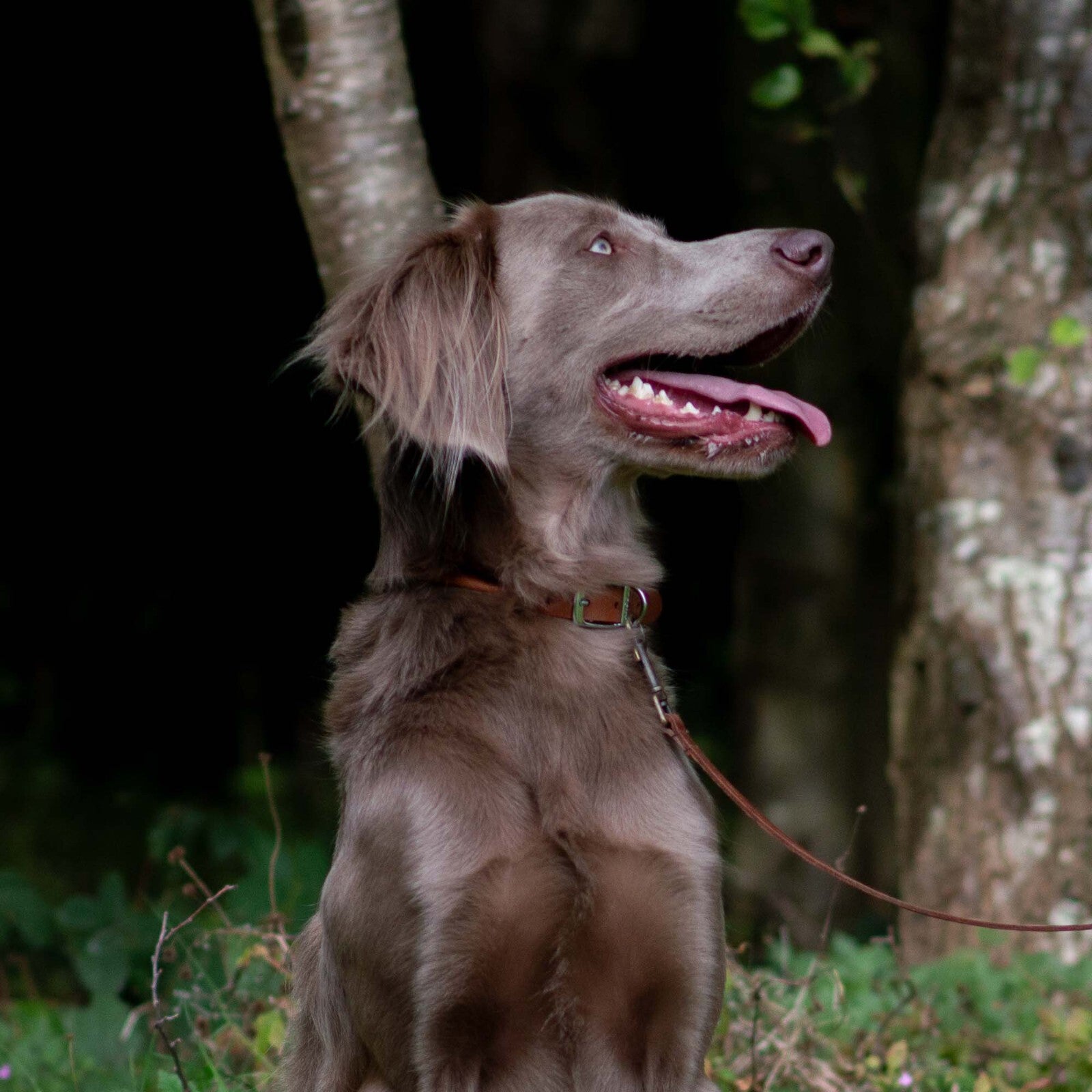 Ancol Round Leather Dog Collar