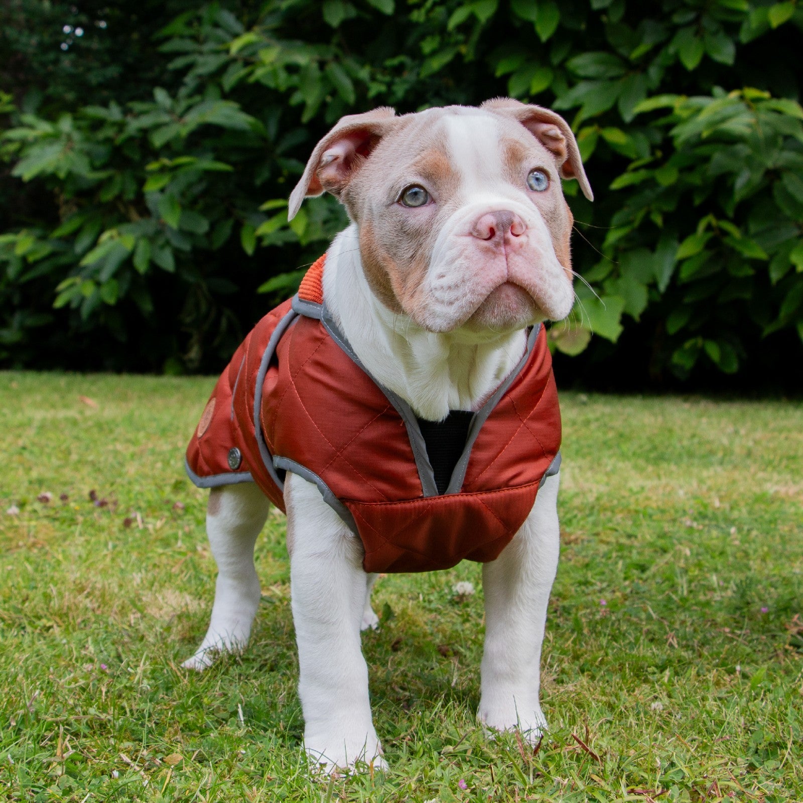 Ancol Heritage Quilted Waterproof Dog Coat