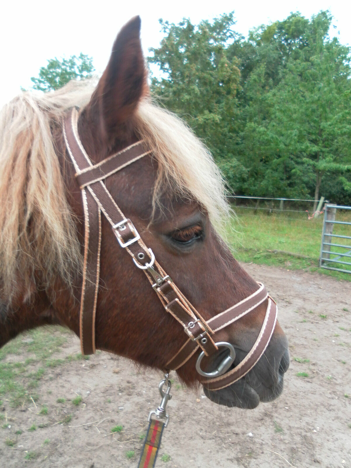 Official Libby's Exmoor Bridle Small Pony Pony Cob Full Extra Full Horse