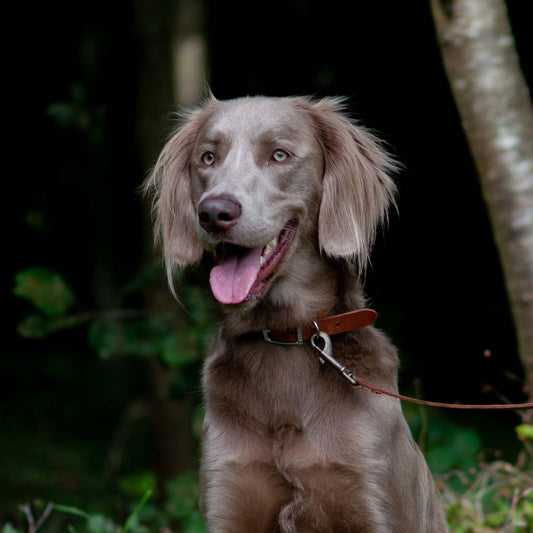 Ancol Round Leather Dog Collar