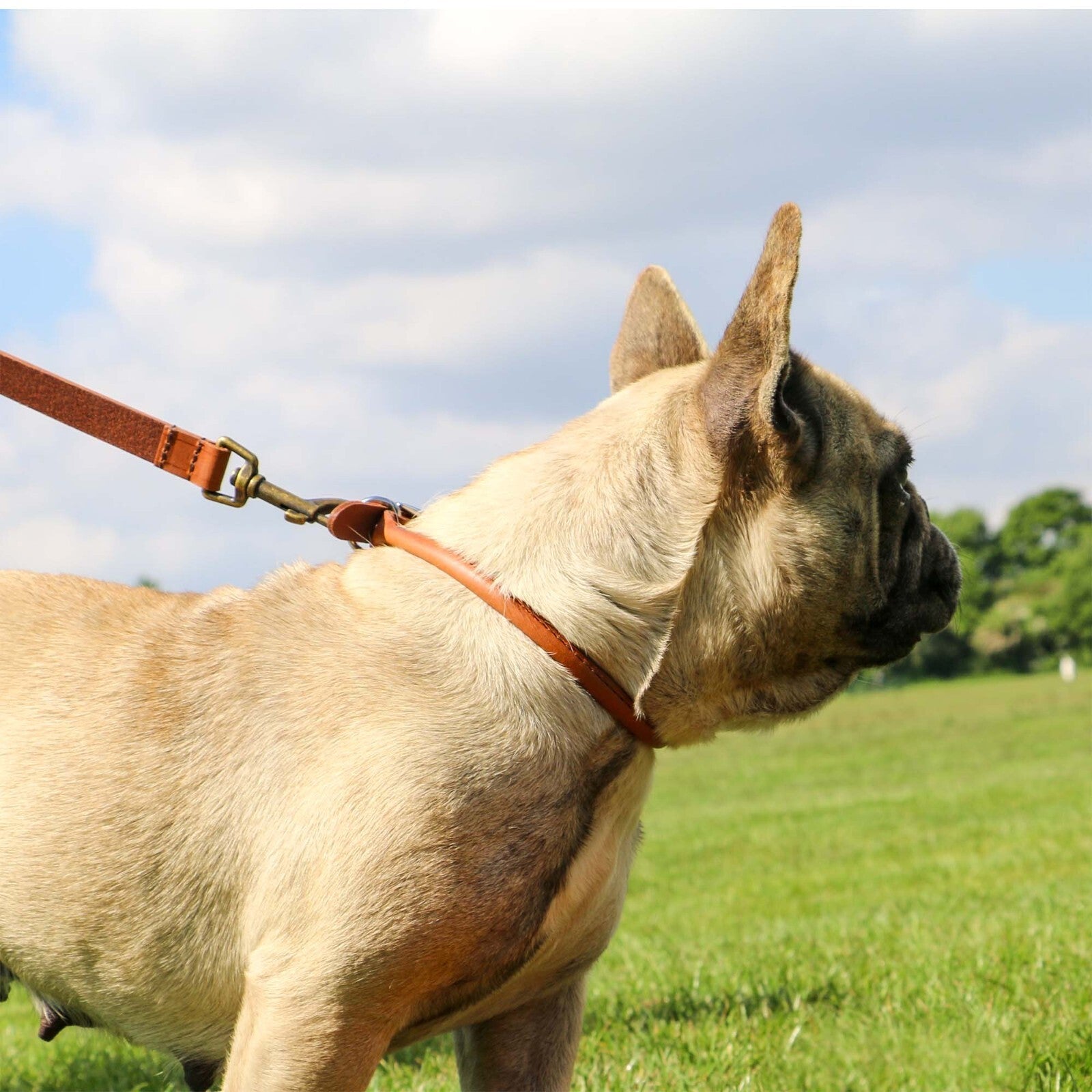 Ancol Round Leather Dog Collar