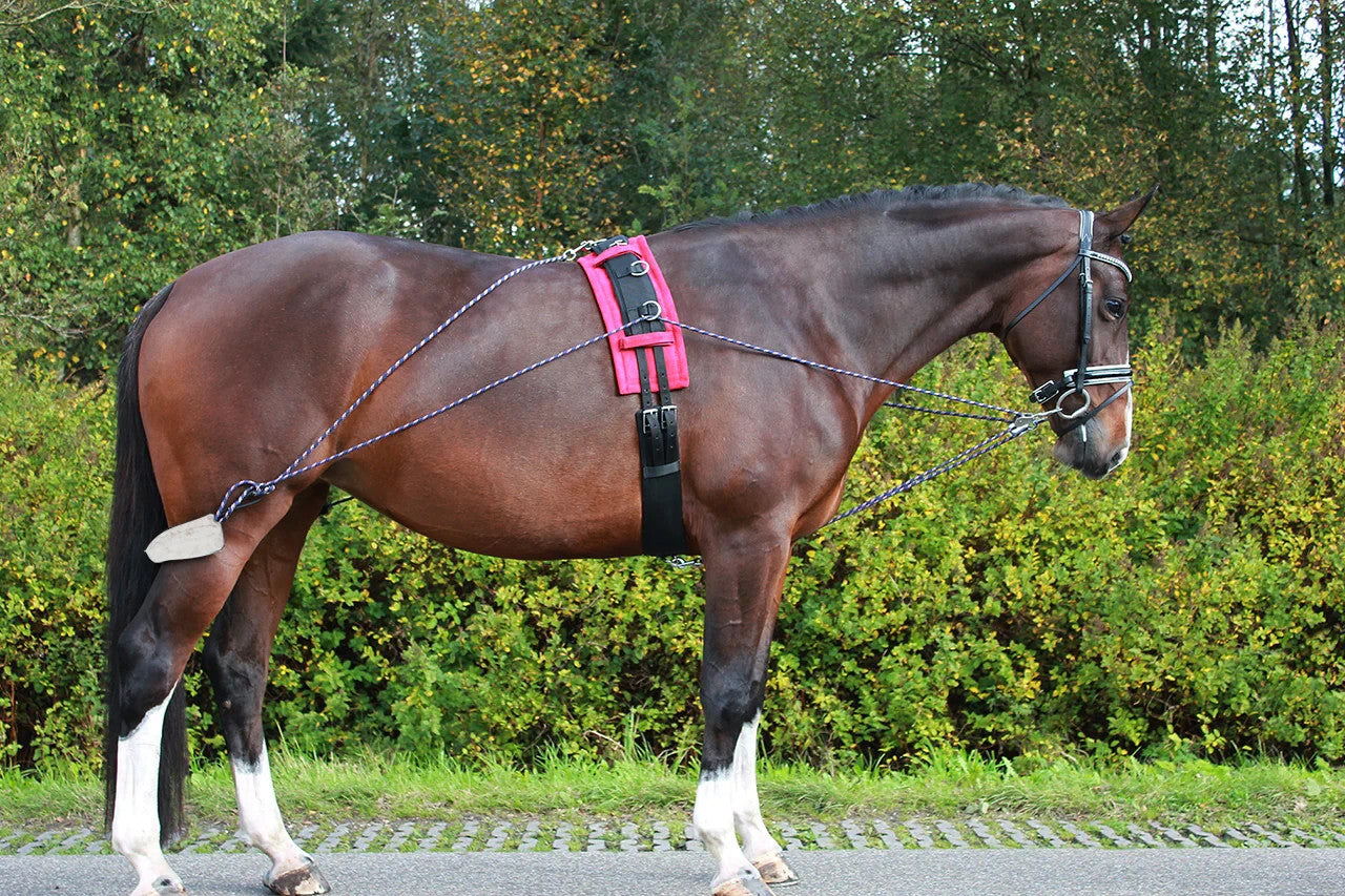 QHP Lunging Training System