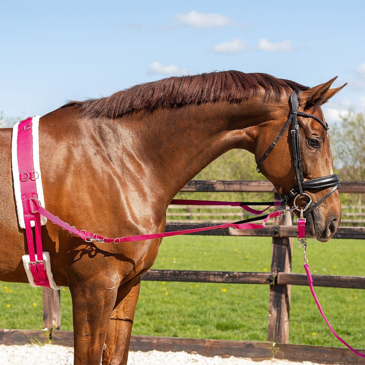 Padded Lunging Roller for Horse Training Schooling