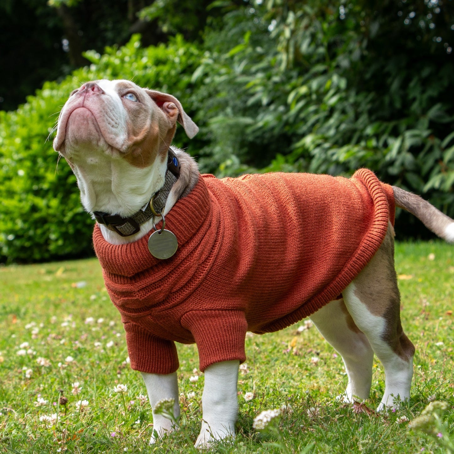 Ancol Cable Knit Dog Jumper