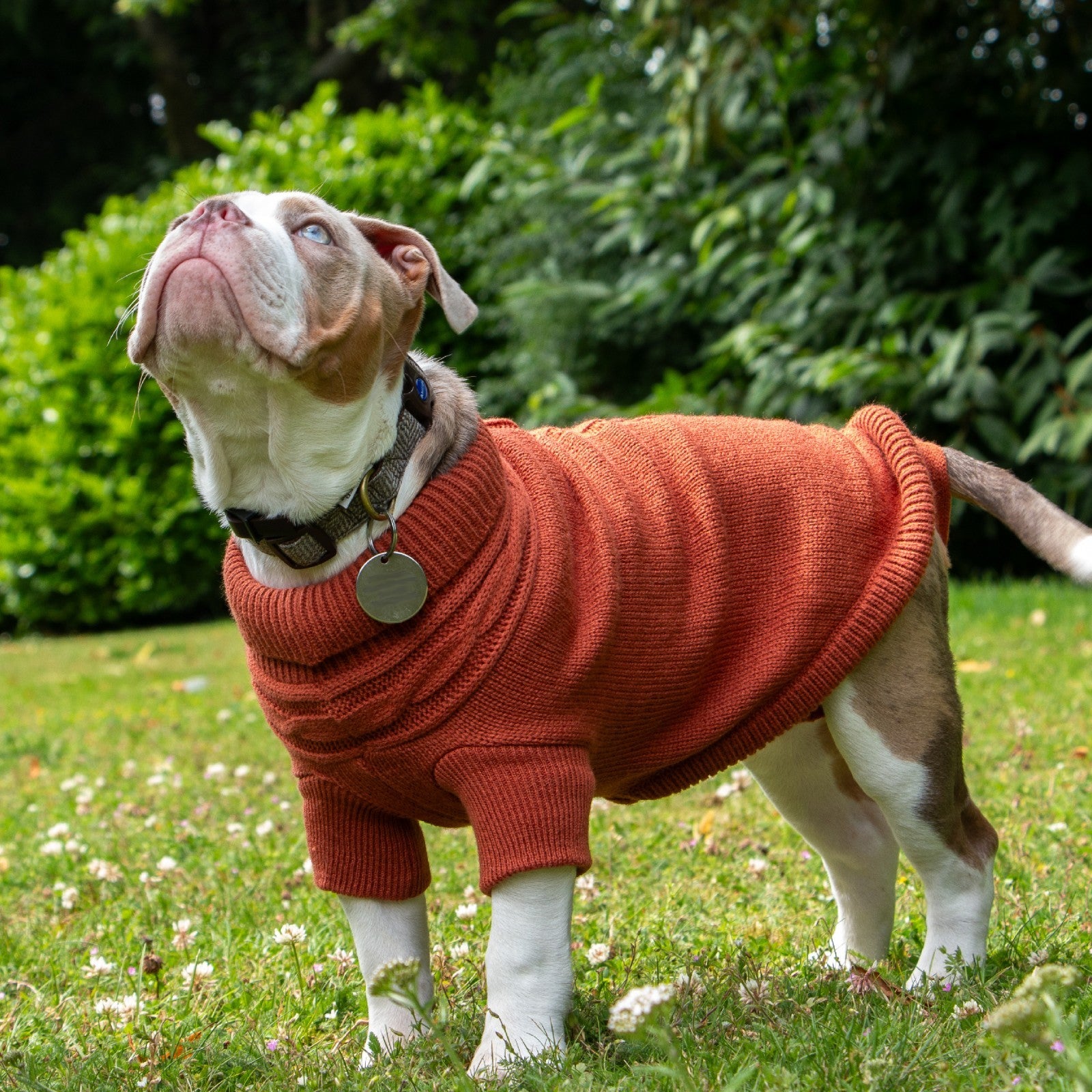 Ancol Cable Knit Dog Jumper