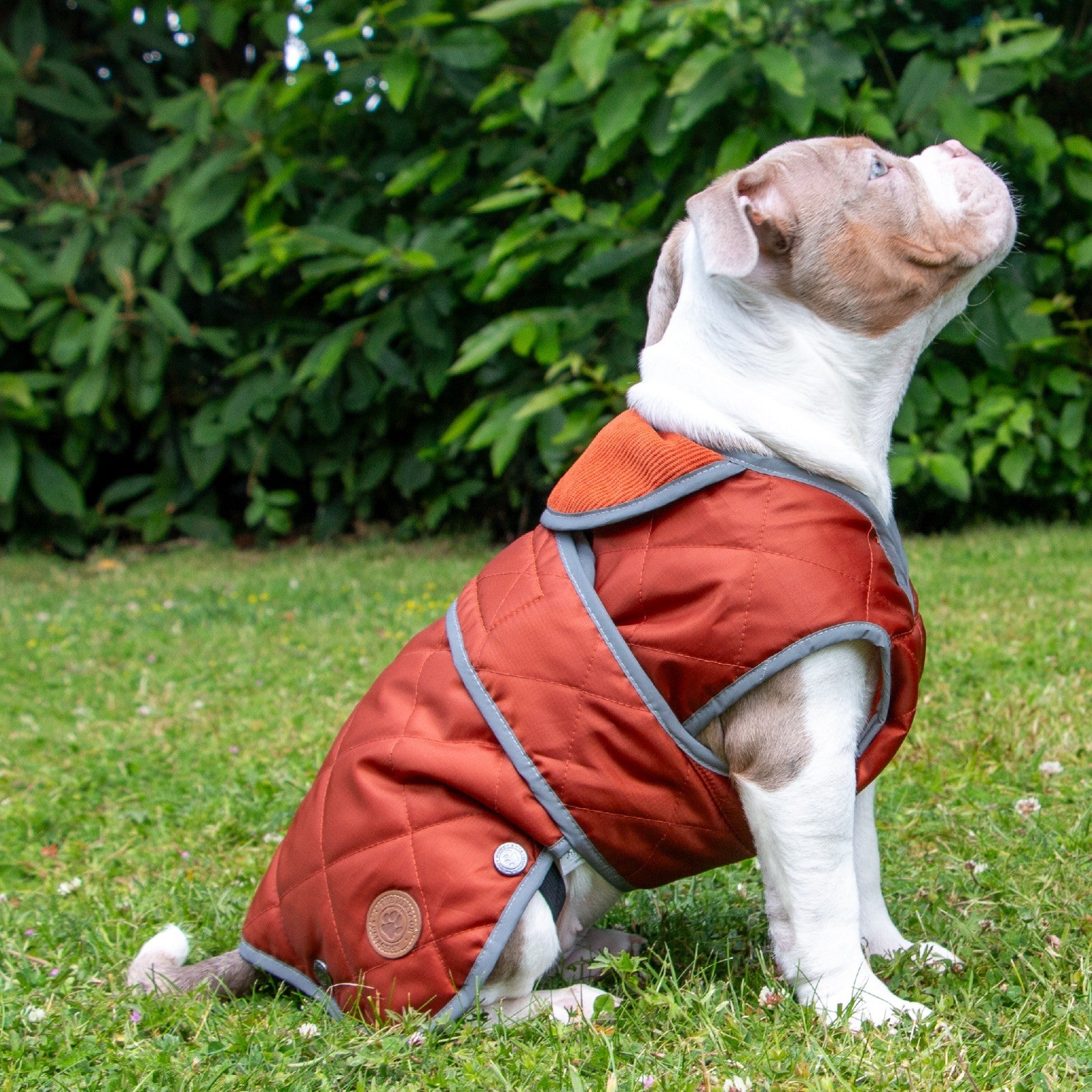 Ancol Heritage Quilted Waterproof Dog Coat