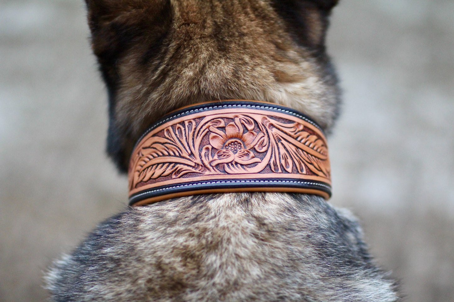 Hand Tooled Padded Brown Argentine Leather Whippet/Hound Collar