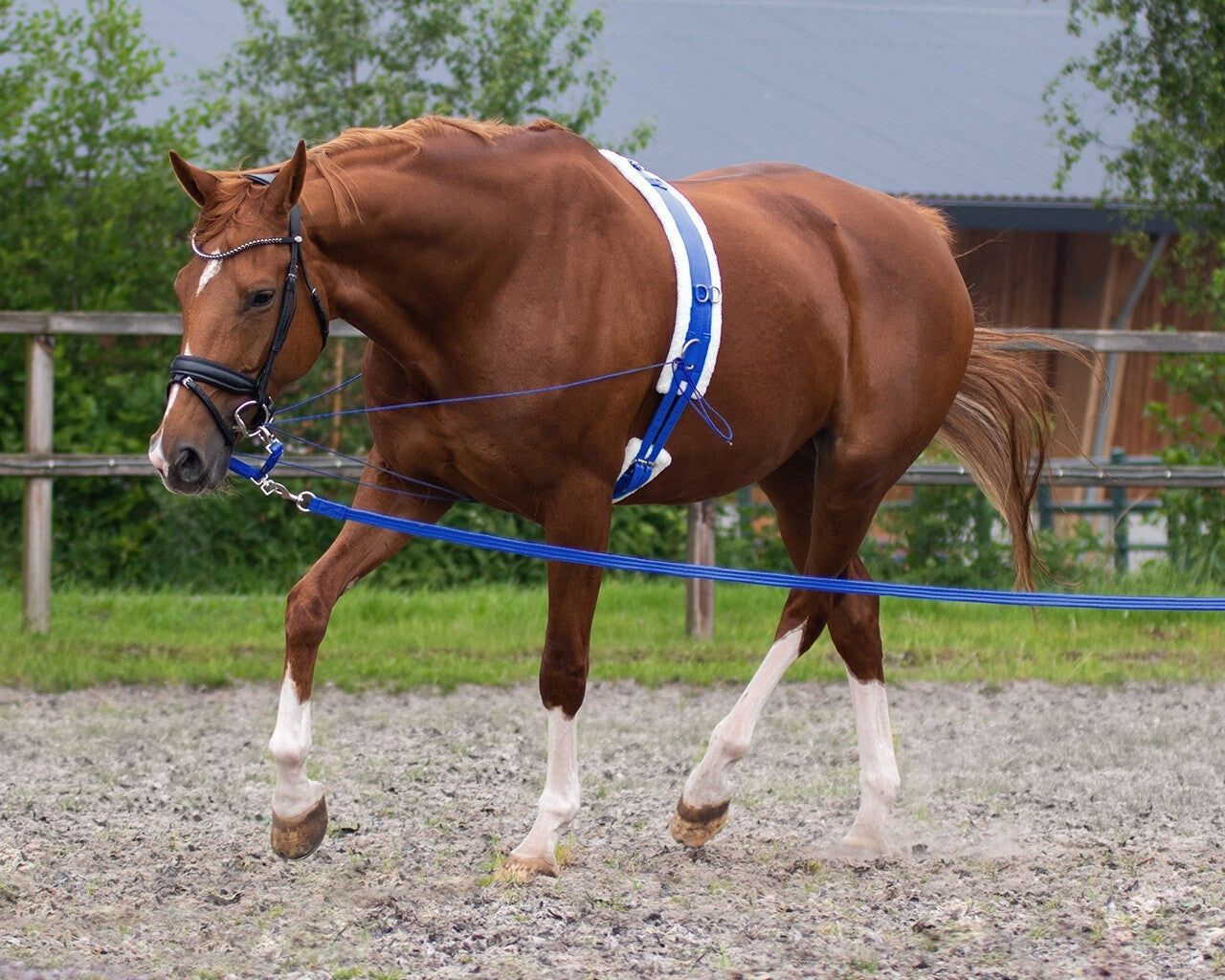 Padded Lunging Roller for Horse Training Schooling