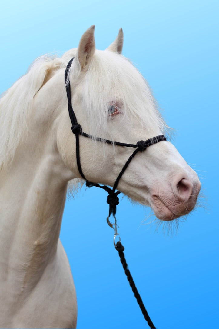 Knotted Pressure Halter