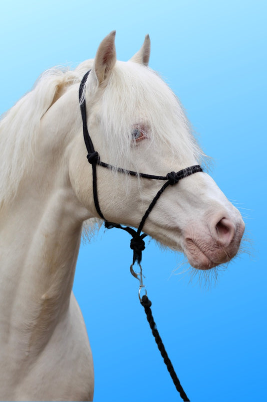 Knotted Pressure Halter