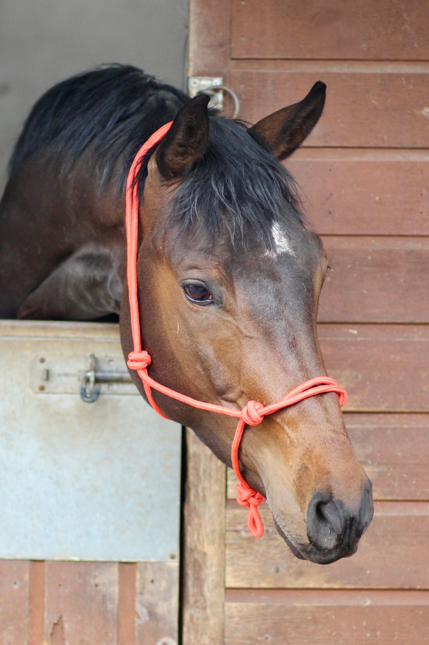 Knotted Pressure Halter