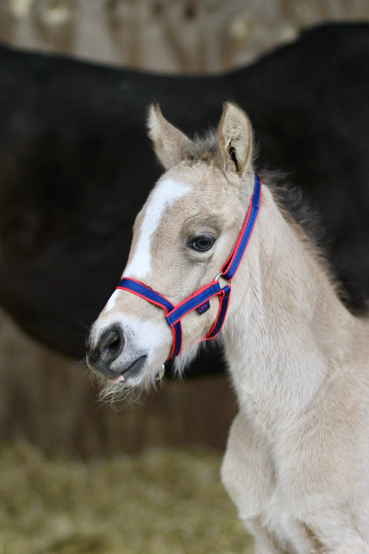 Foal Fieldsafe Headcollar