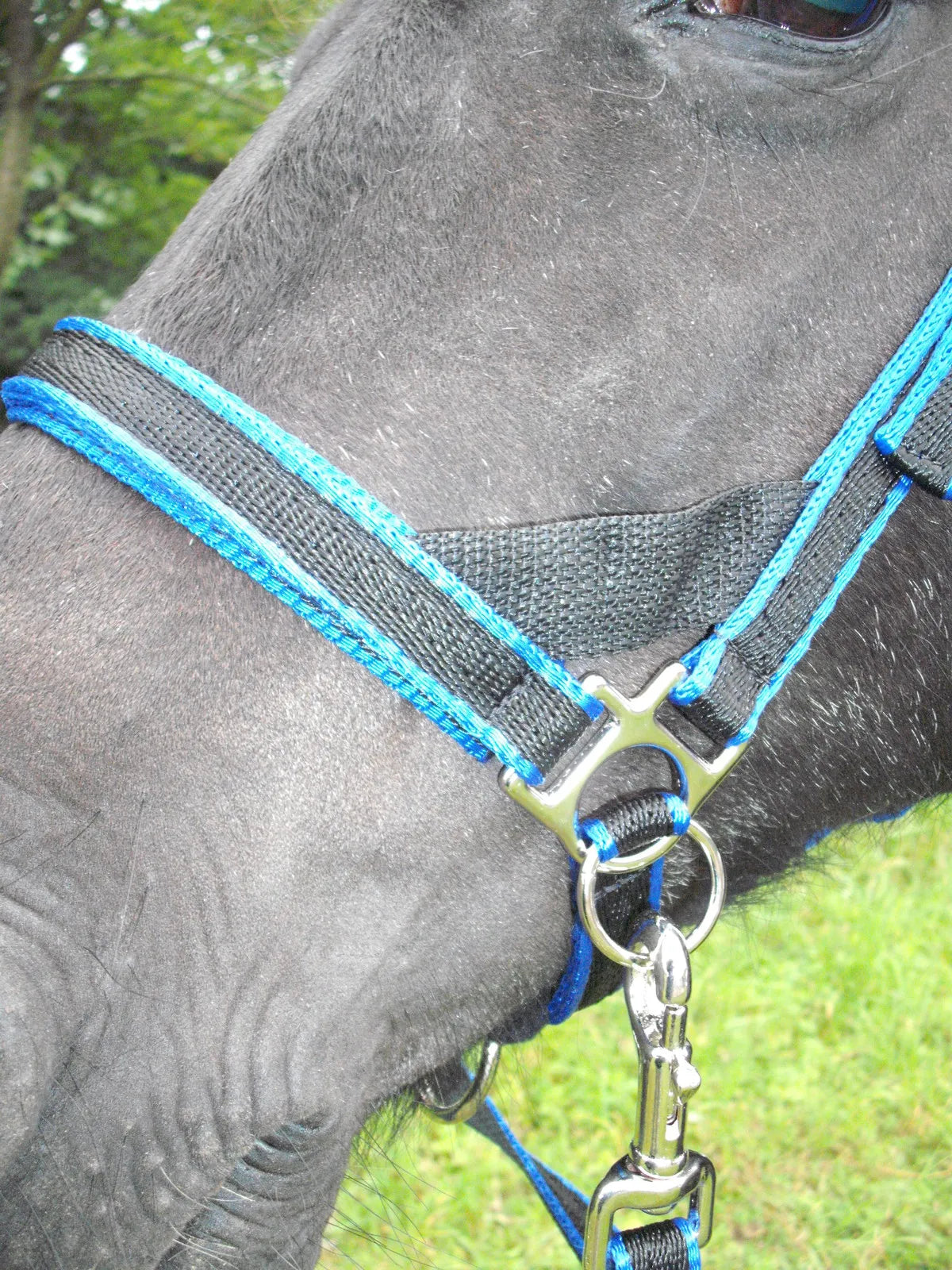 Scawbrig Bitless Bridle