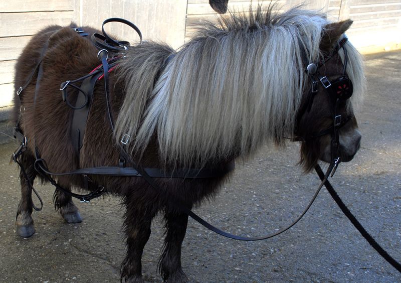 Windsor Mini Leather Driving Harness