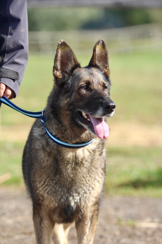 Cushion Web Slip Lead