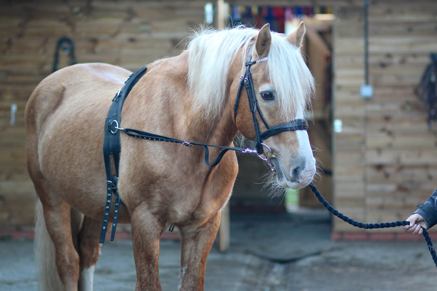 Elasticated Side Reins