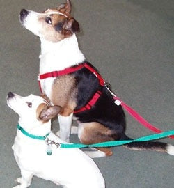 Webbing Dog Harness