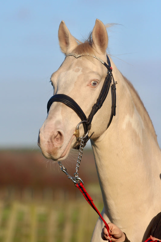 Official Libbys Air Web Stallion Lead Line with Chain