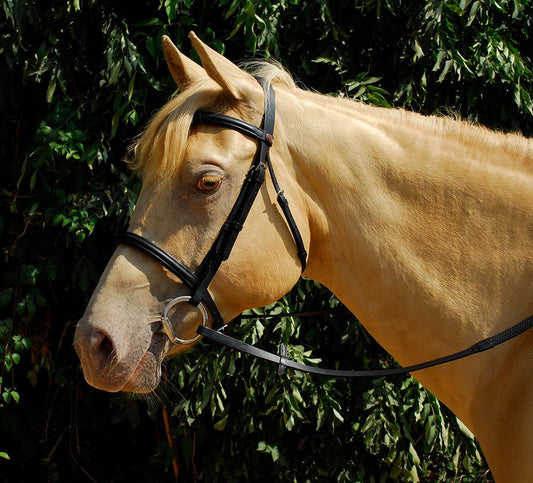 Windsor Economy Leather Bridle with Cavesson or Flash Noseband
