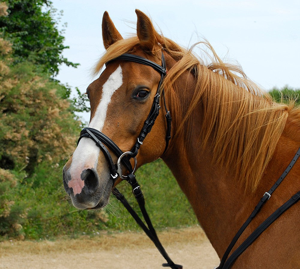 Windsor Economy Leather Bridle with Cavesson or Flash Noseband