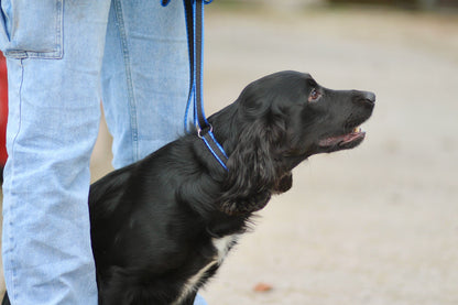 Official Libby's Webbing Slip Lead