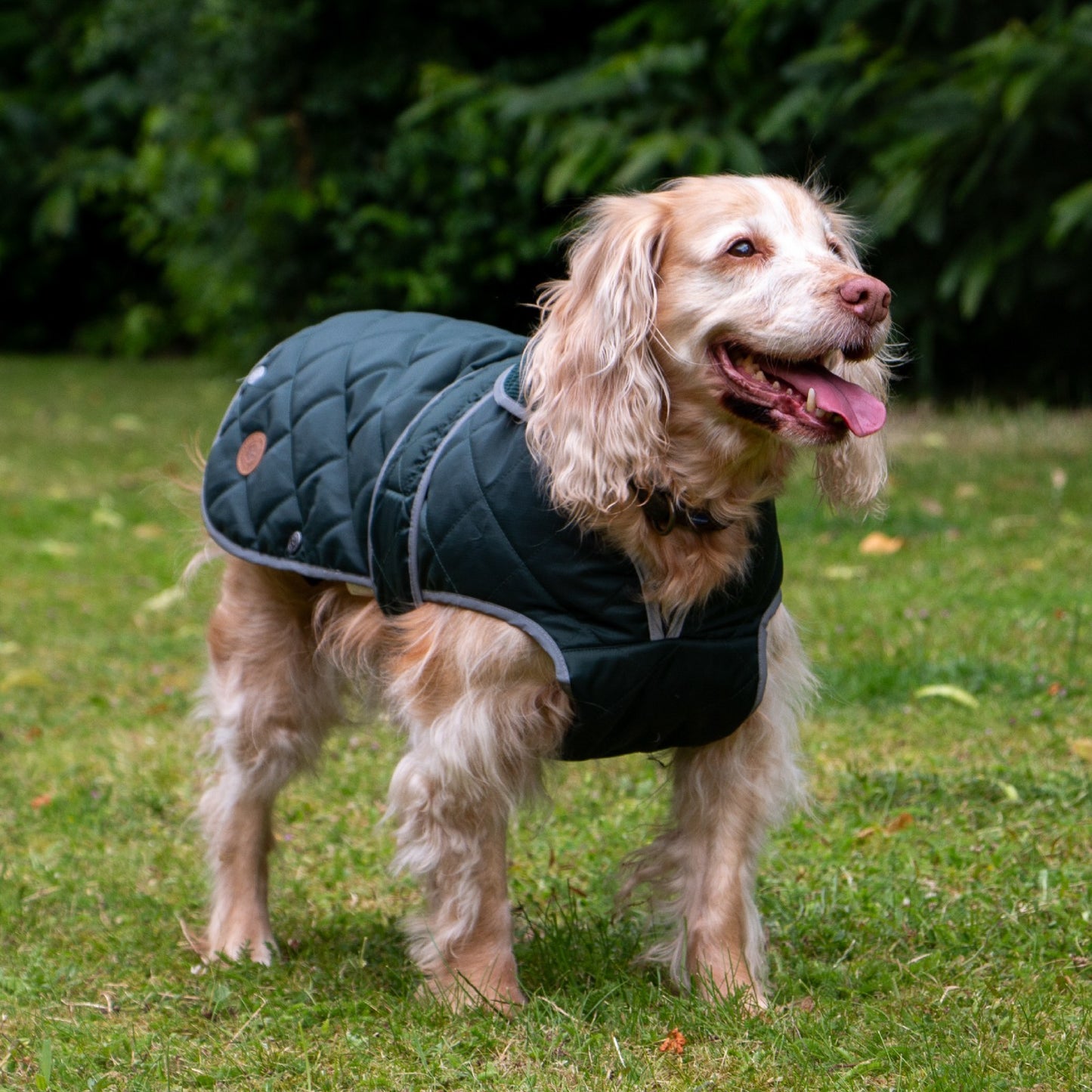 Ancol Heritage Quilted Waterproof Dog Coat