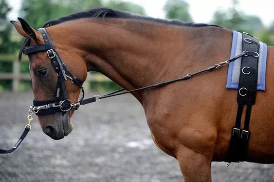 Lungie Bungie: elasticated equestrian training aid with 3x adjustable points