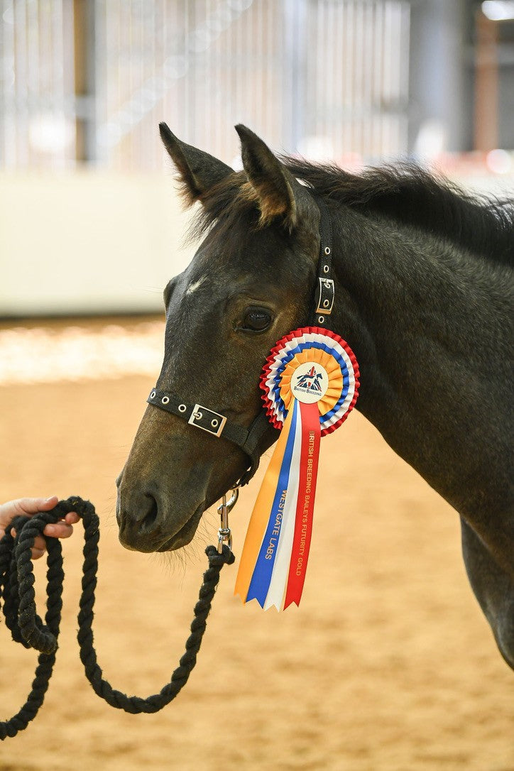 Mystery Box - Horse and Dog Accessories from Libbys