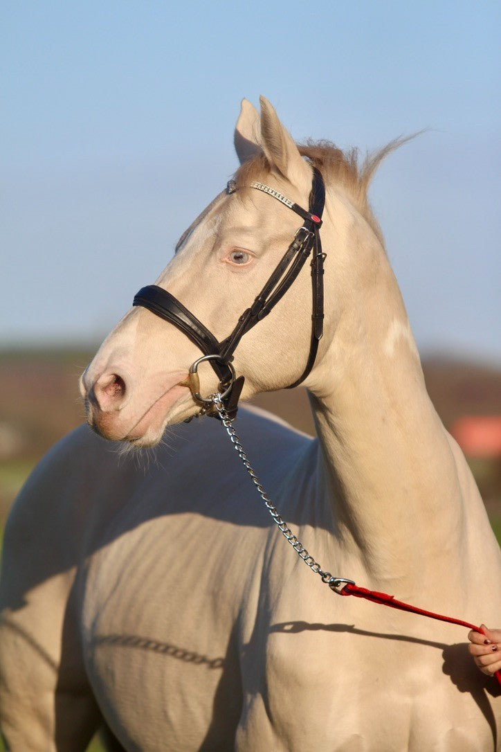 Official Libbys Air Web Stallion Lead Line with Chain