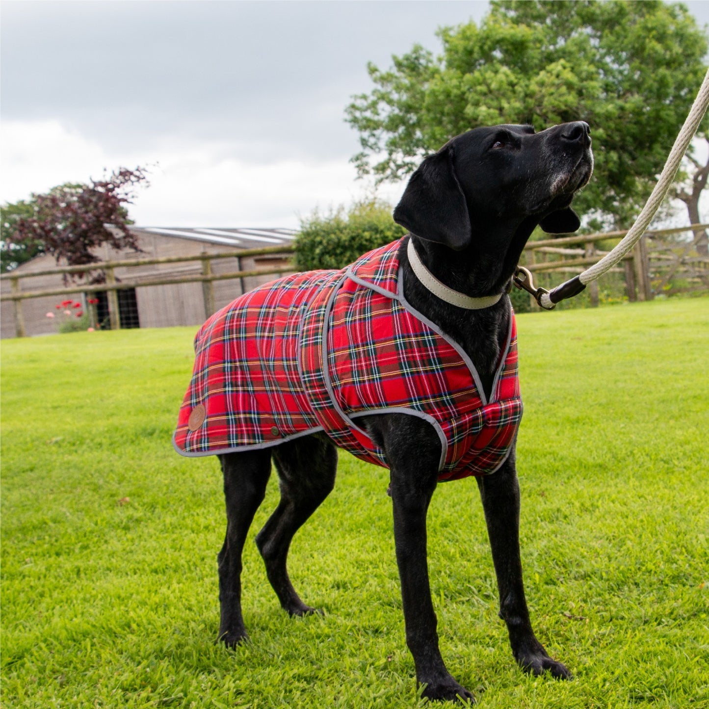 Ancol Muddy Paws Highland Tartan Dog Coat - Red