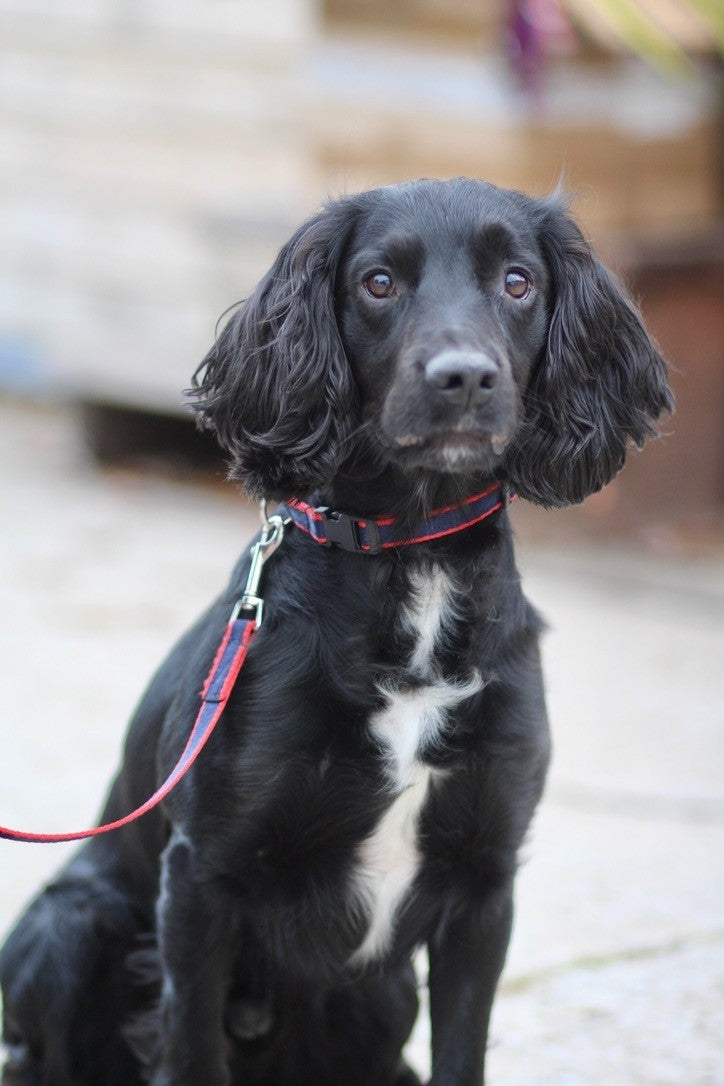 Mystery Box - Horse and Dog Accessories from Libbys