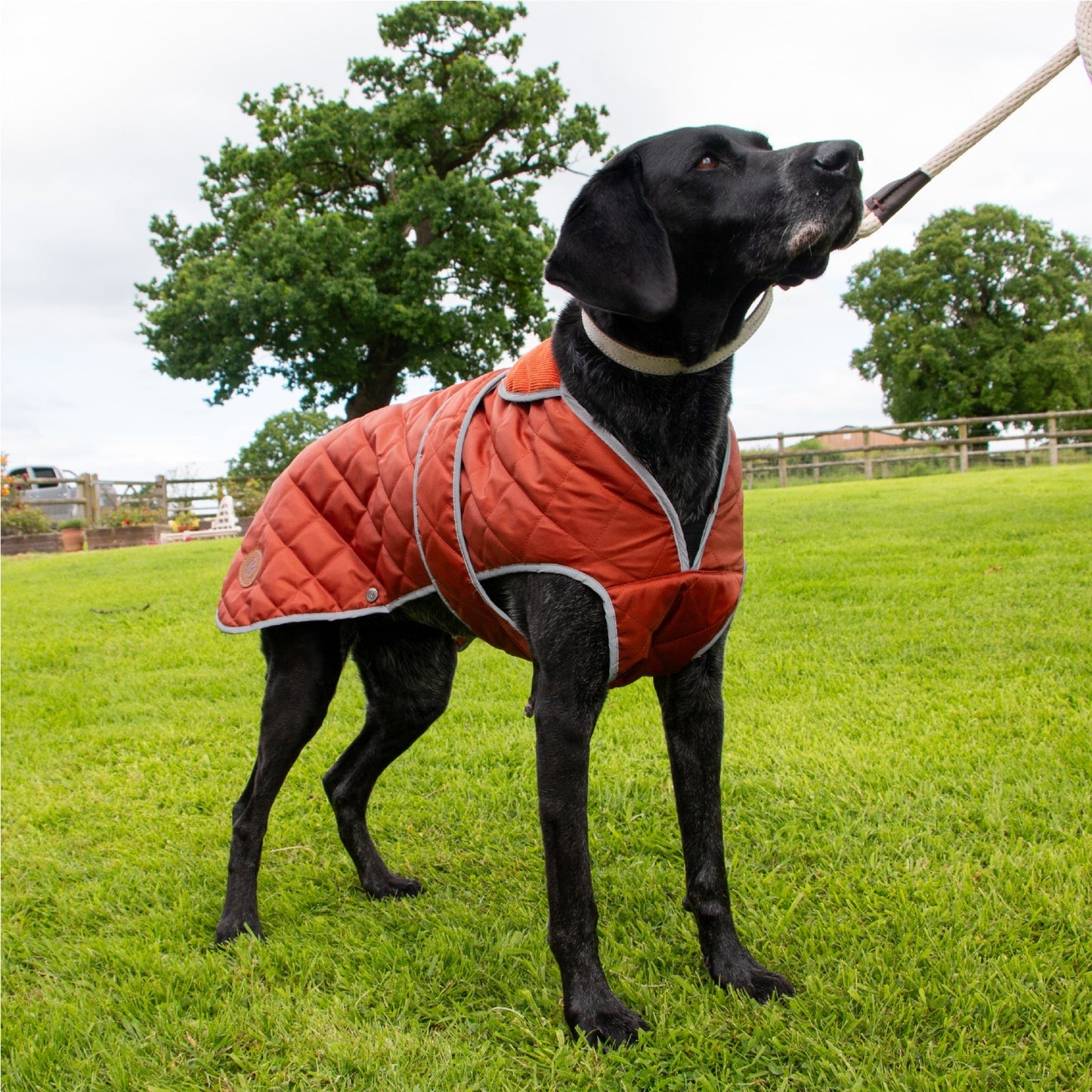 Ancol Heritage Quilted Waterproof Dog Coat