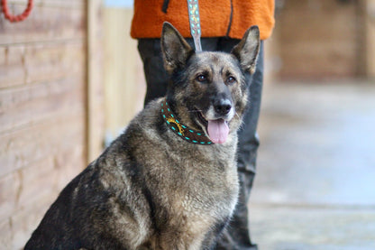 Sunflower Decorated Hand Tooled Padded Leather Dog Collar with Matching Lead