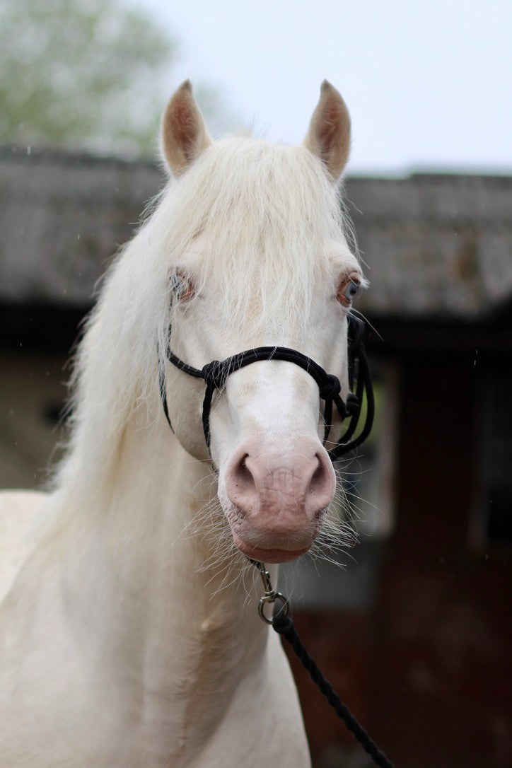 Mystery Box - Horse and Dog Accessories from Libbys