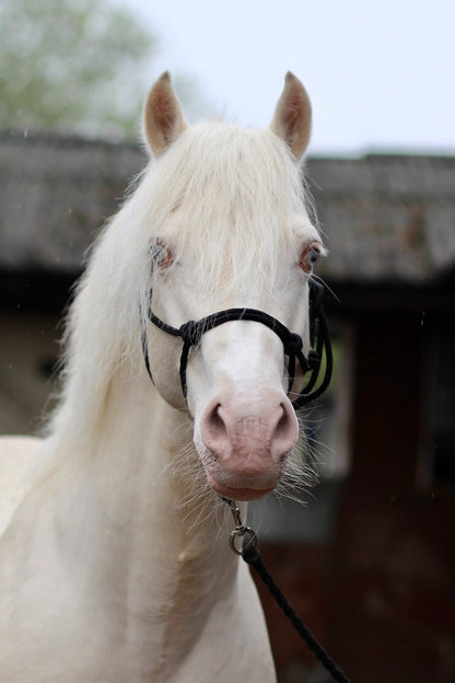 Mystery Box - Horse and Dog Accessories from Libbys