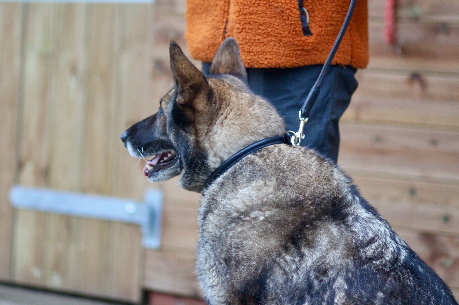 Soft Rolled Leather Dog Collar - Black