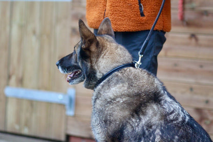 Soft Rolled Leather Dog Collar - Black
