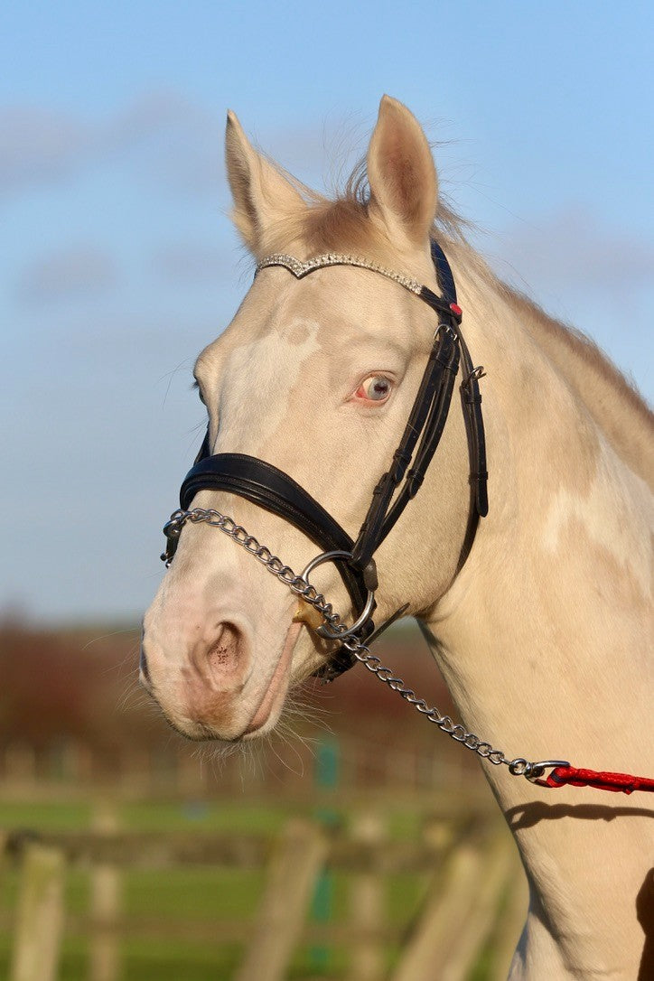 Official Libbys Air Web Stallion Lead Line with Chain