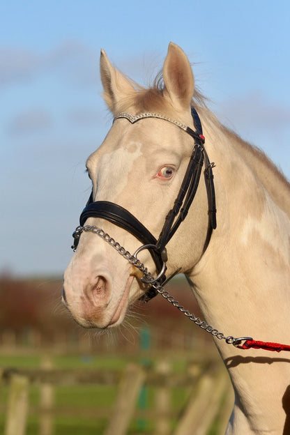 Official Libbys Air Web Stallion Lead Line with Chain