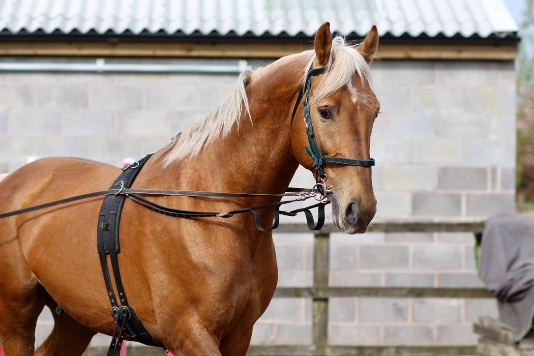 Mystery Box - Horse and Dog Accessories from Libbys