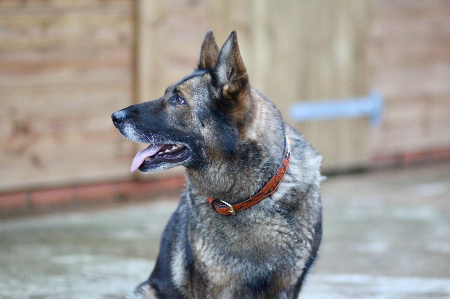Hand Tooled Brown Padded Beaded Leather Dog Collar
