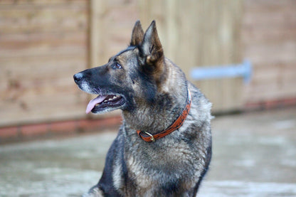 Hand Tooled Brown Padded Beaded Leather Dog Collar