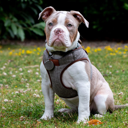 Heritage Country Check Step In Dog Harness
