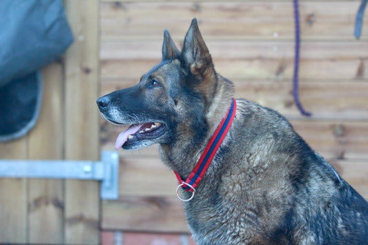 Official Libbys Air Web Slip Collar