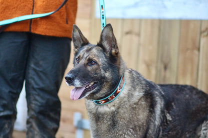 Handmade Padded Turquoise and Brown Leather Beaded Dog Collar with Matching Lead