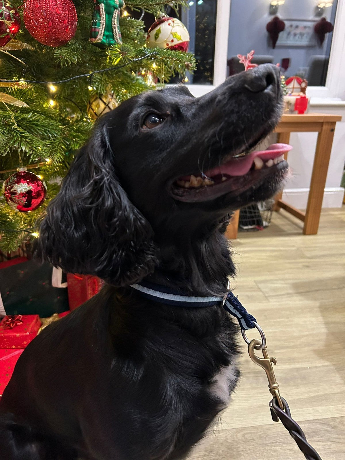 Official Libbys Air Web Slip Collar