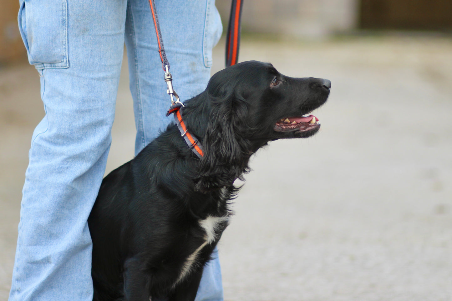 Cushion Web 1m Padded Lead