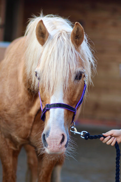 Treby Headcollar