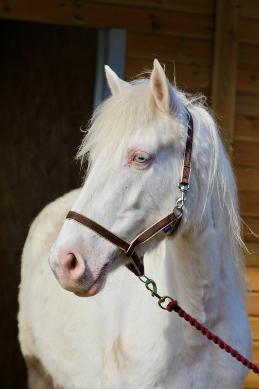 Treby Headcollar